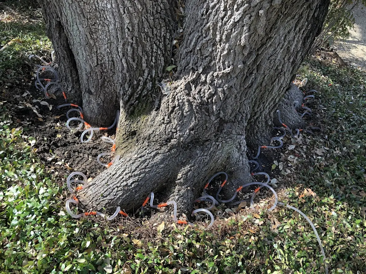 Detailed Tree Cabling and Bracing job site in Mayhill