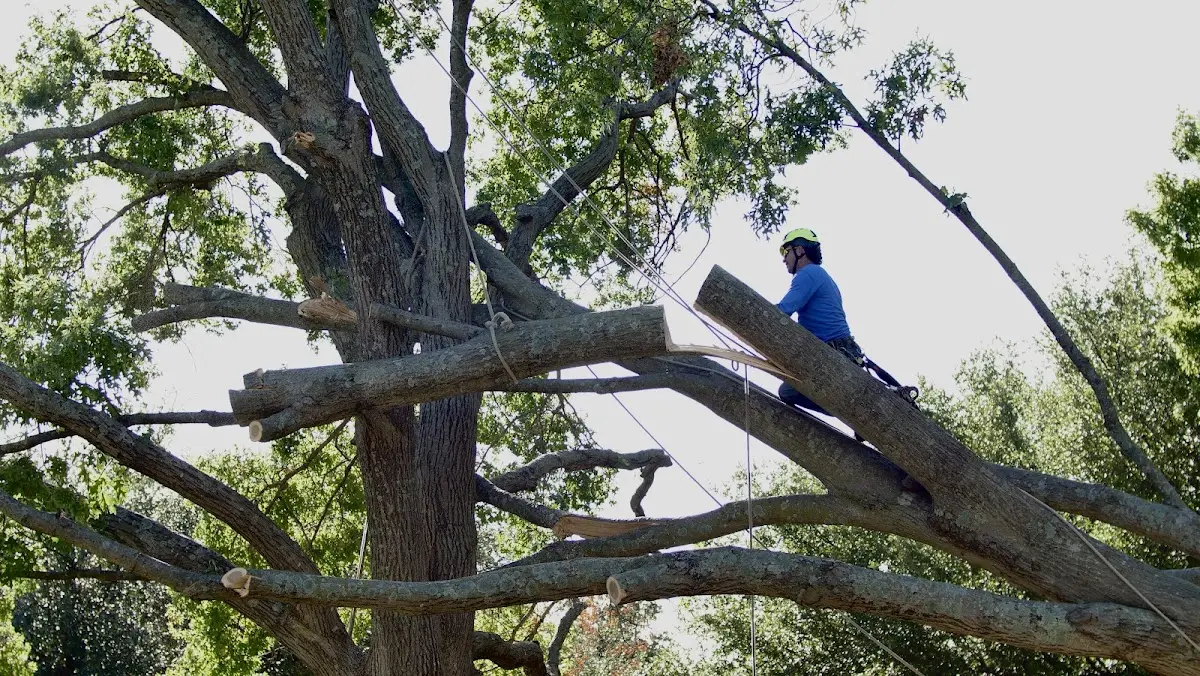 Professional Crown Thinning performed by certified arborists in Mayhill